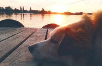 Ein Ferienhaus in Schweden mit Hund: Ein Paradies für Zwei- und Vierbeiner