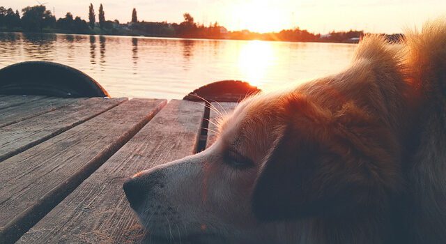 Ein Ferienhaus in Schweden mit Hund: Ein Paradies für Zwei- und Vierbeiner